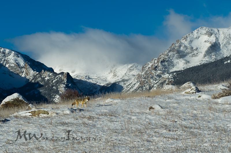 Mountain Coyote