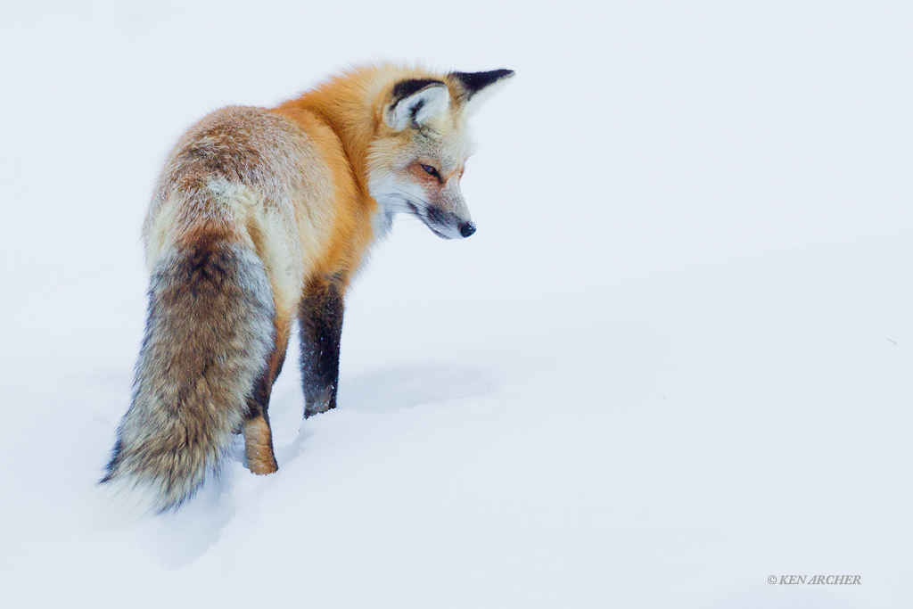 Winter Red Fox