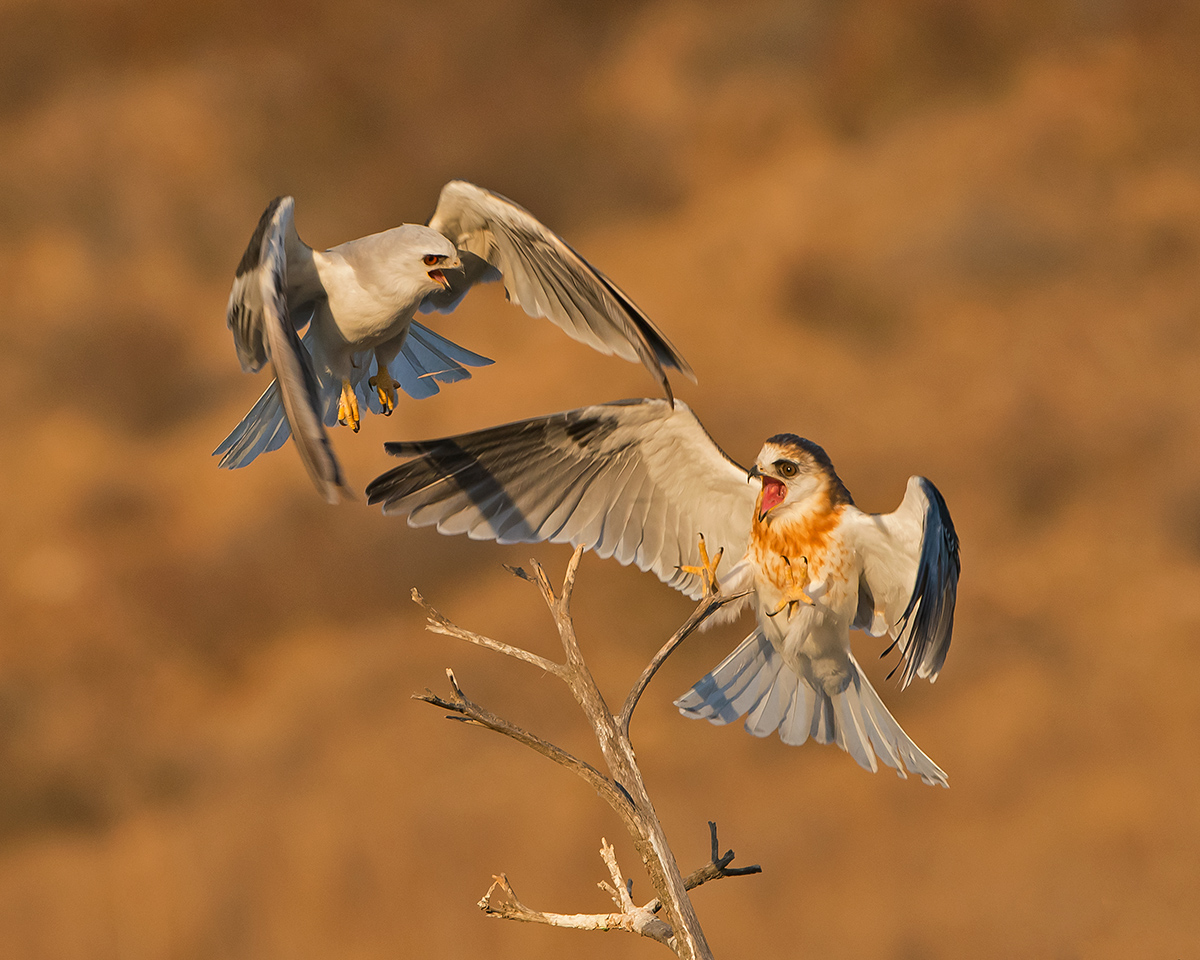 Crash Landing