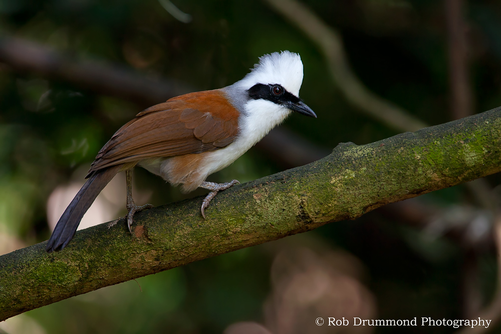 Laughingthrush