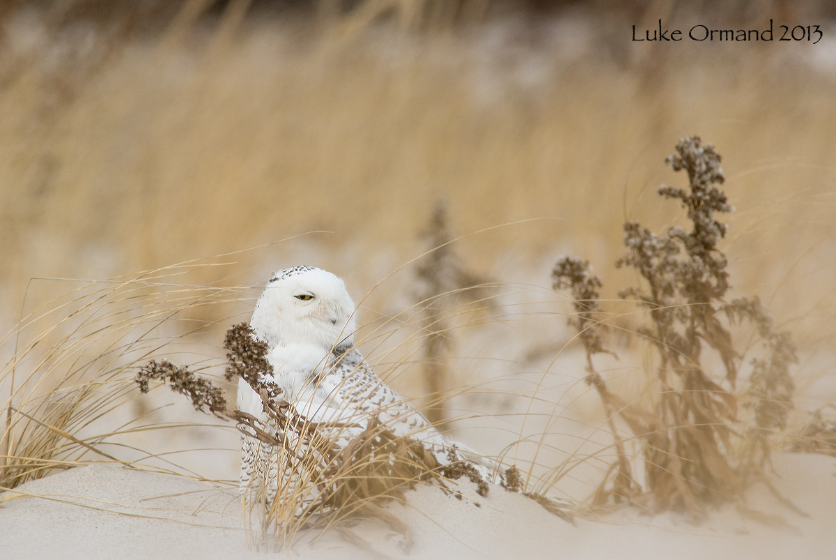 Happy New Year's