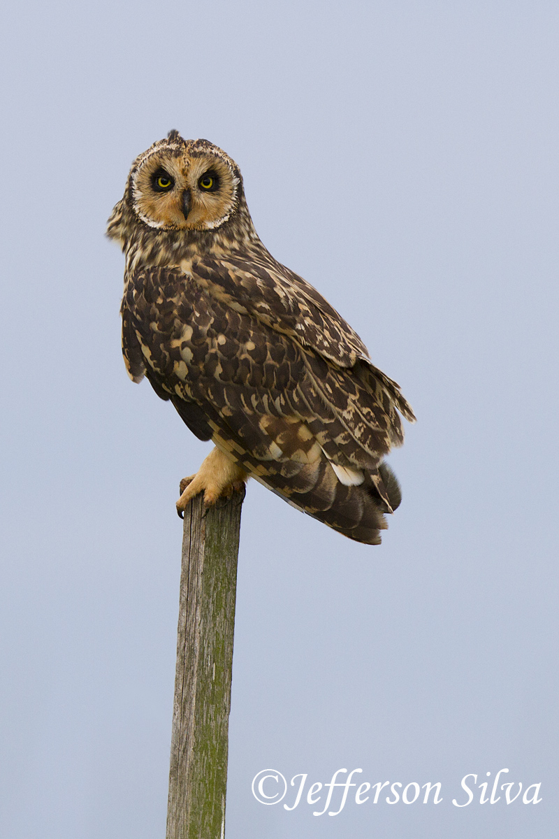 short-eared owl