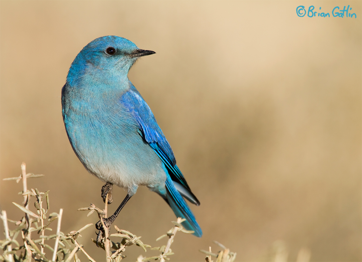 Mountain Bluebird