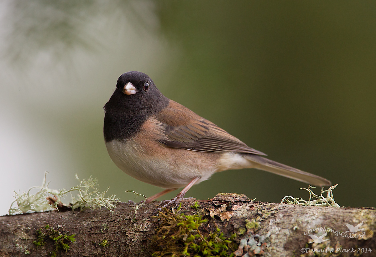 Oregon Junco