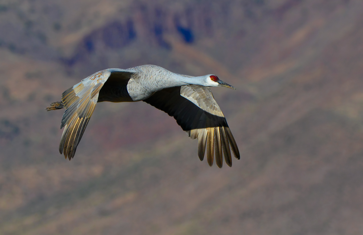 Sandhill in flight