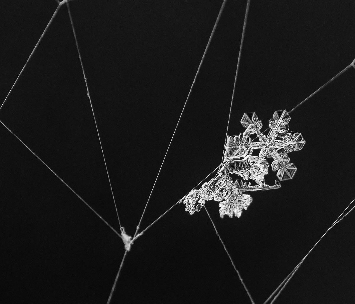Caught in a Web