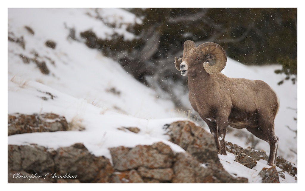 Bighorn's Snowy Day