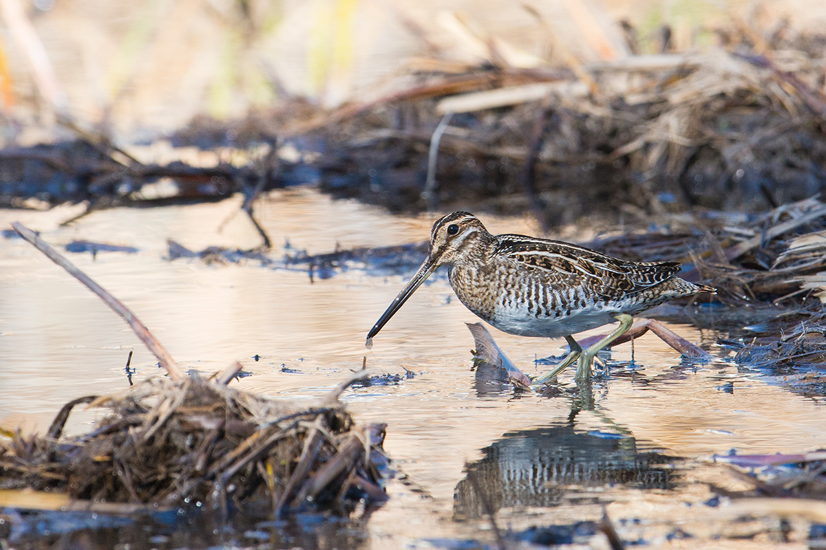 Common Snipe