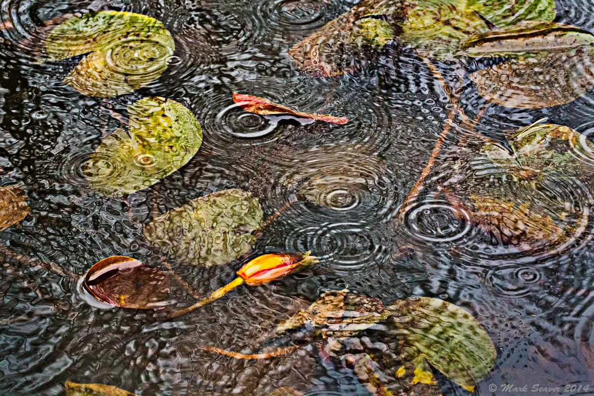 Raindrops on Lilies 2