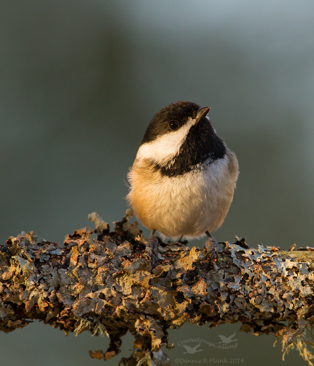 Black-capped Chickadee