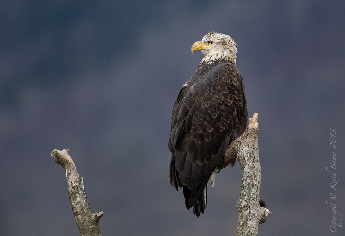 Young Adult