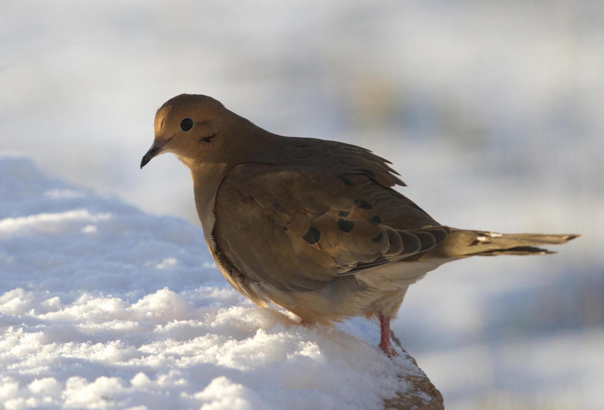 Mourning Dove in Snow