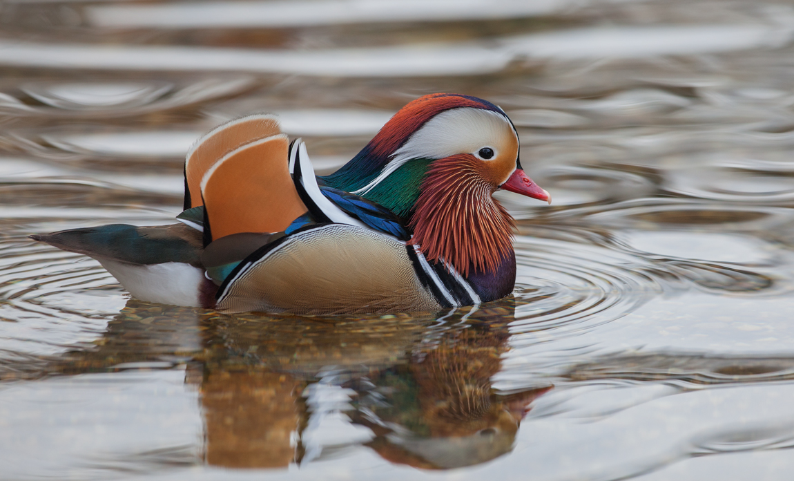 Mandarin. III