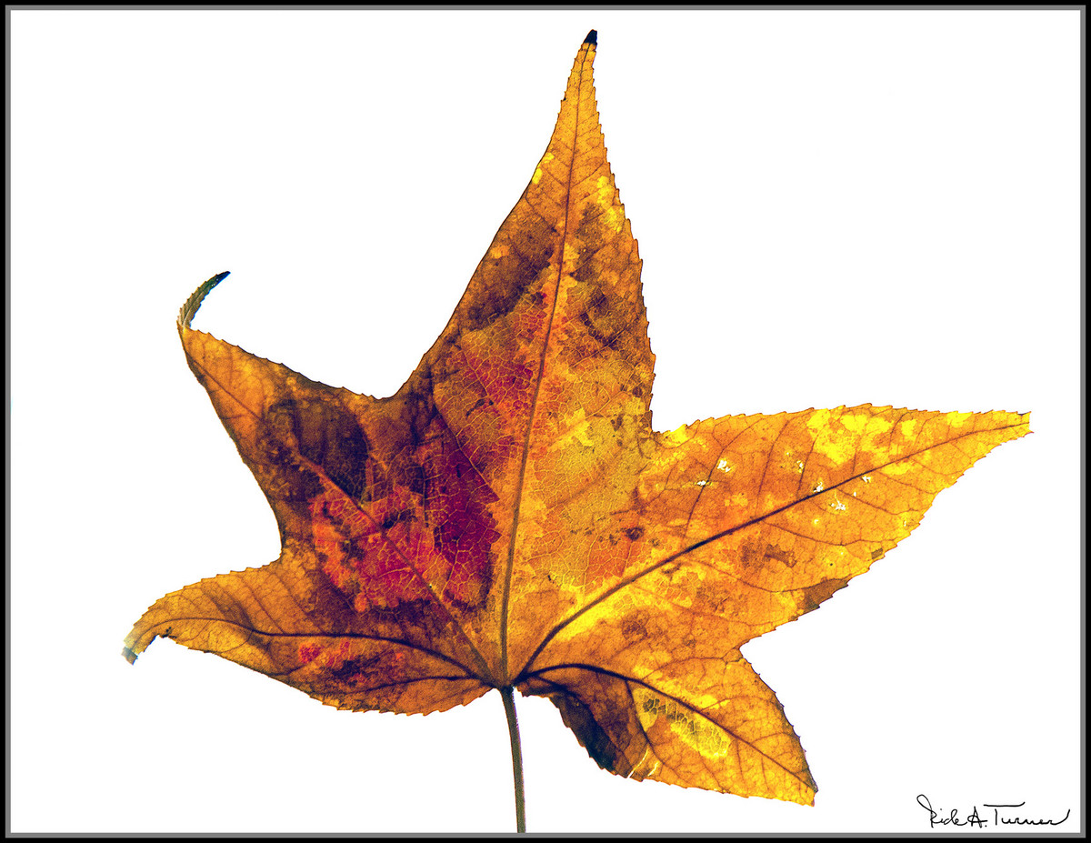 Last Leaf