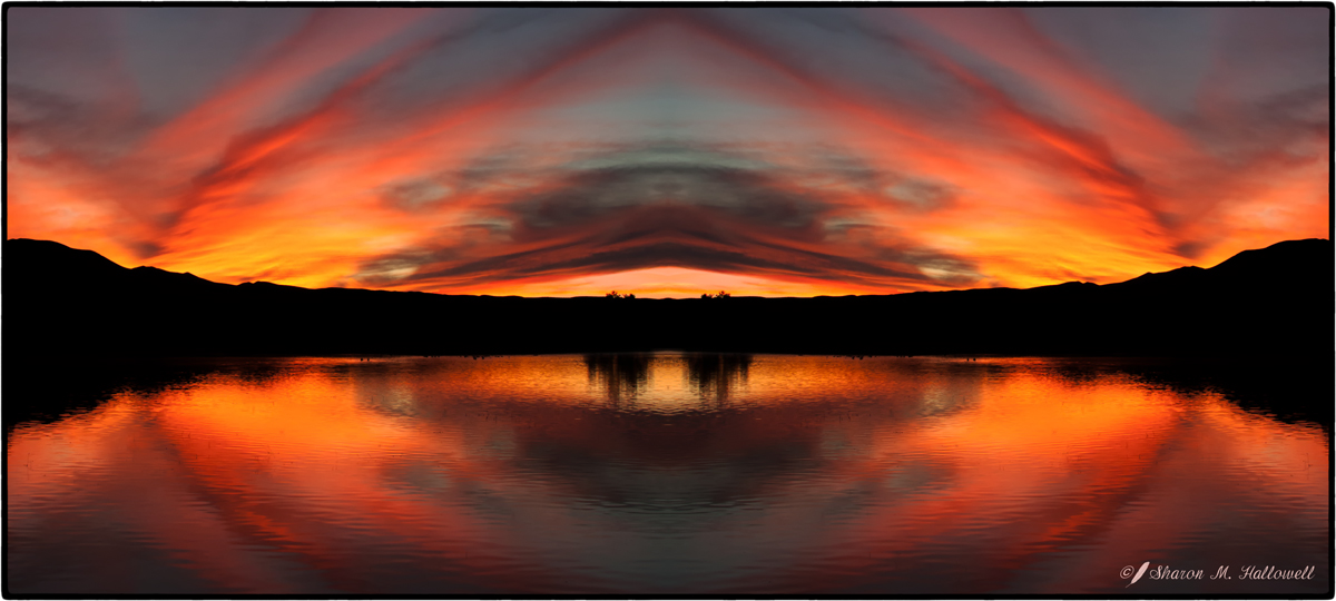 Bosque Sunset