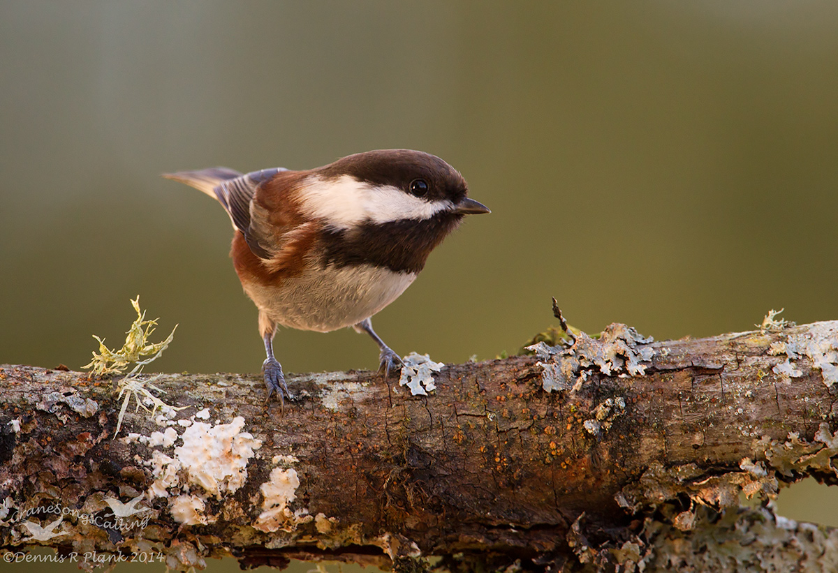 ChestnutBacked Chickadee