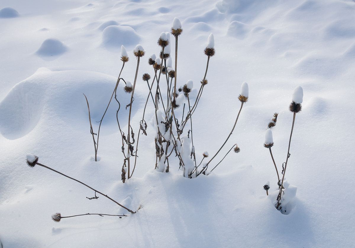 Last year's thistle
