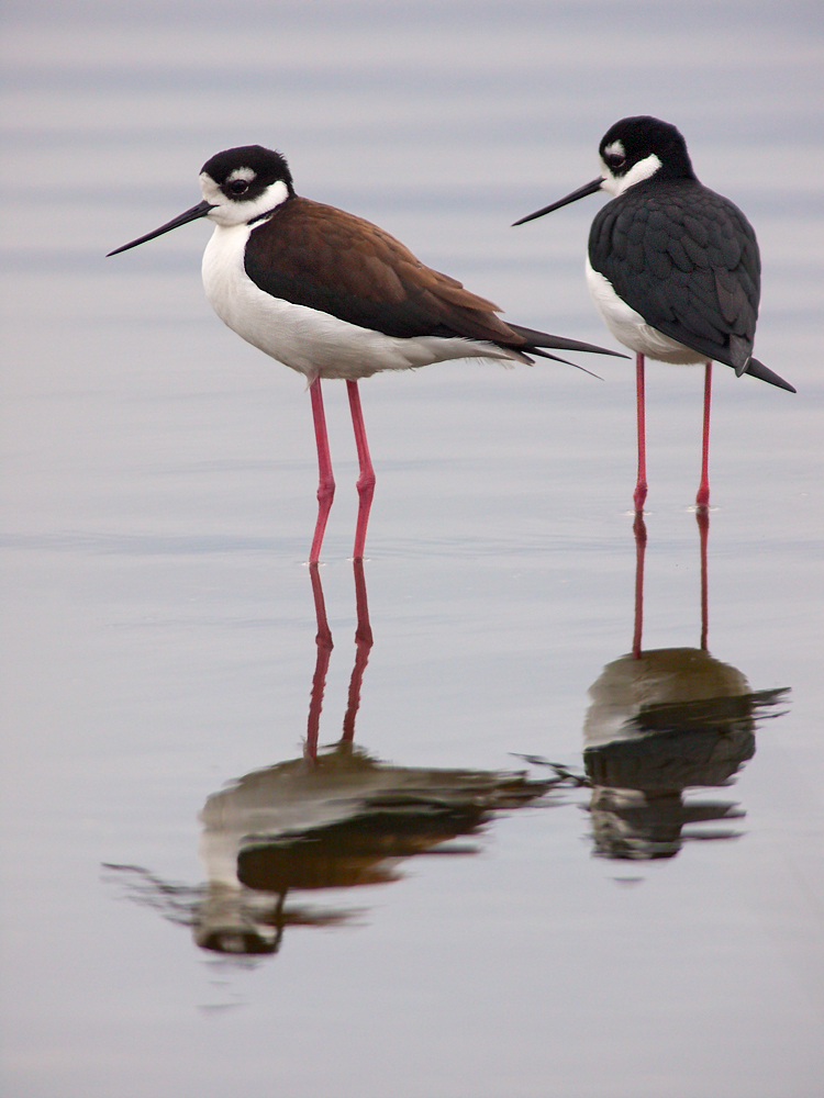 Black-necked Stilt Pair