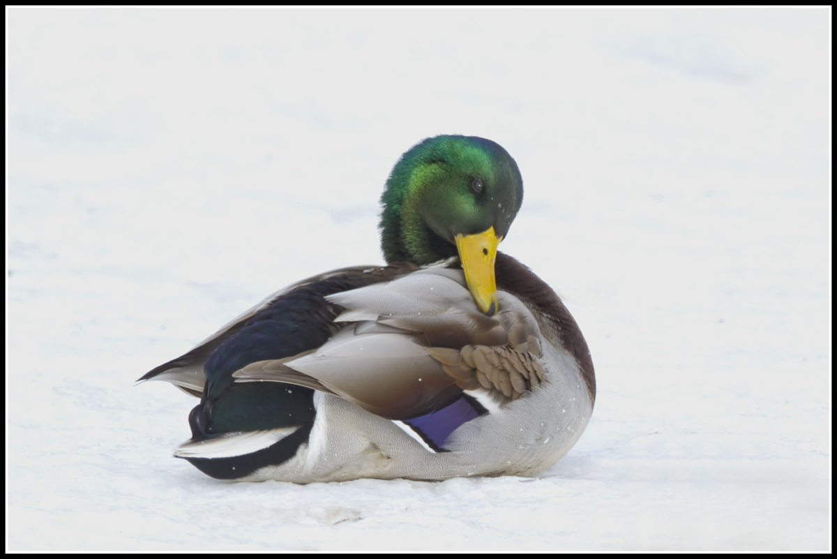 Snow Mallard