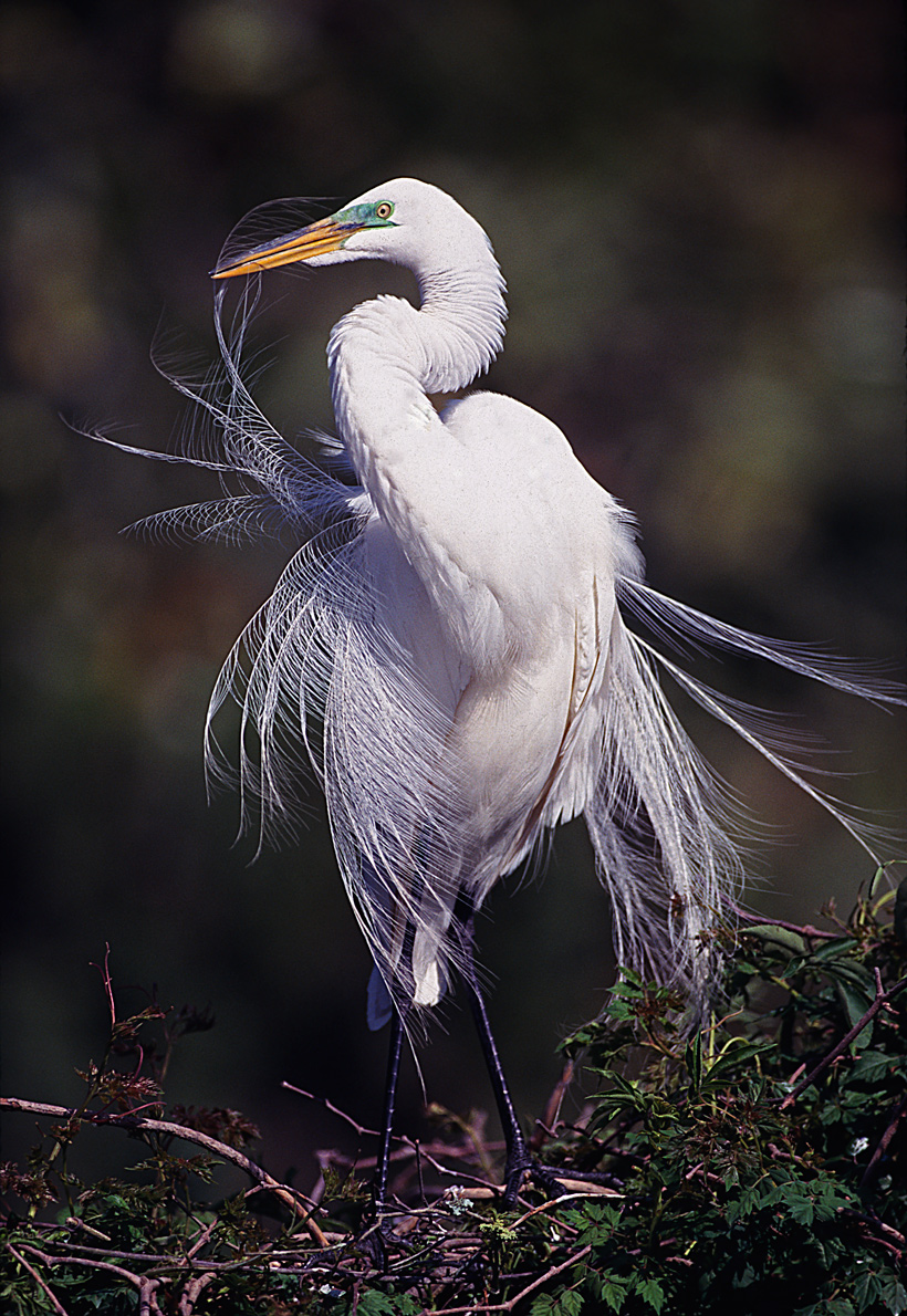 Fancy Feathers