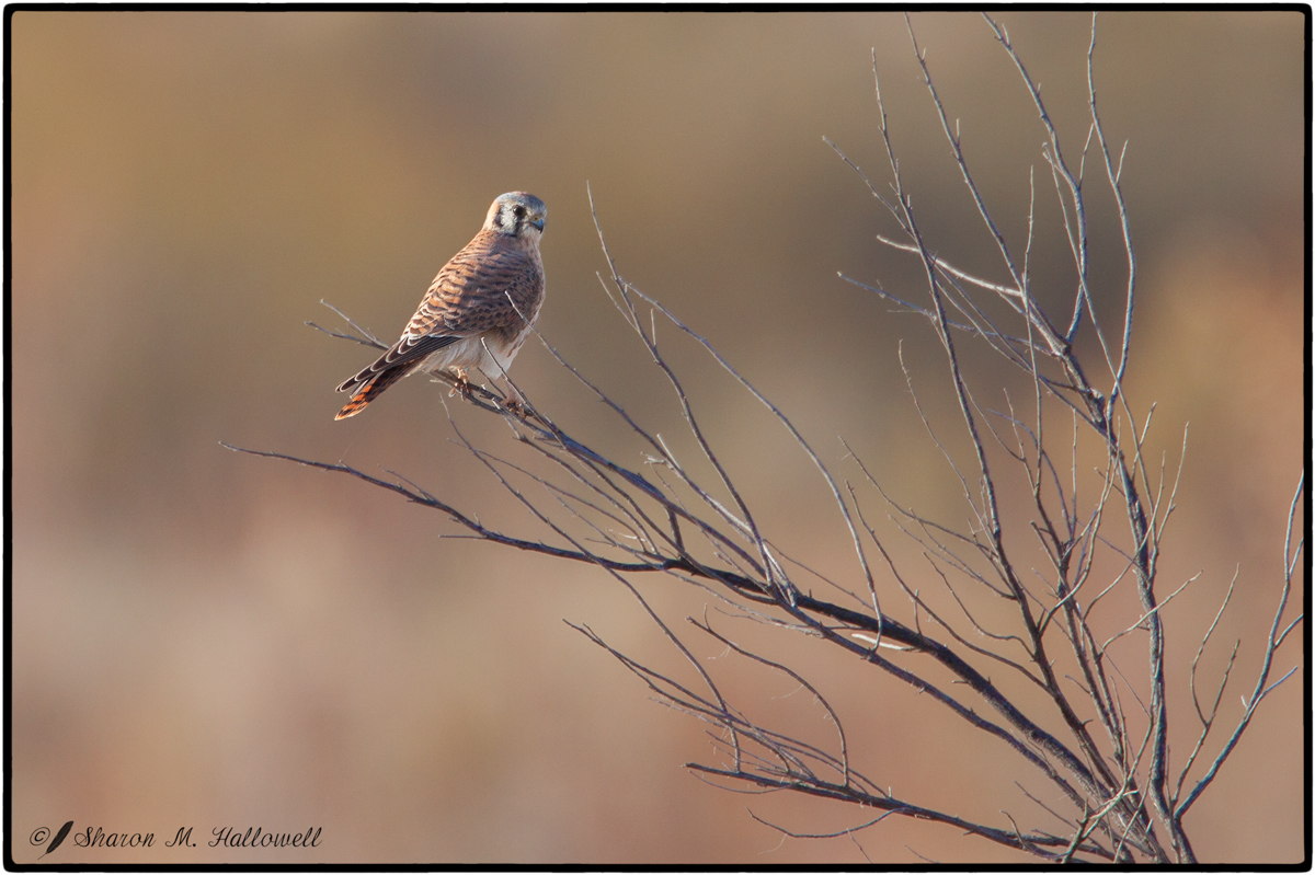 American Kestrel