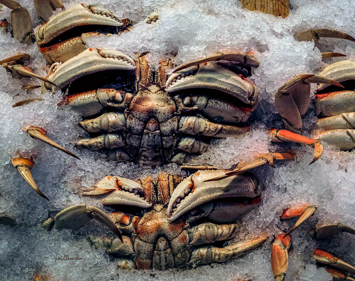 Dungeness Crab