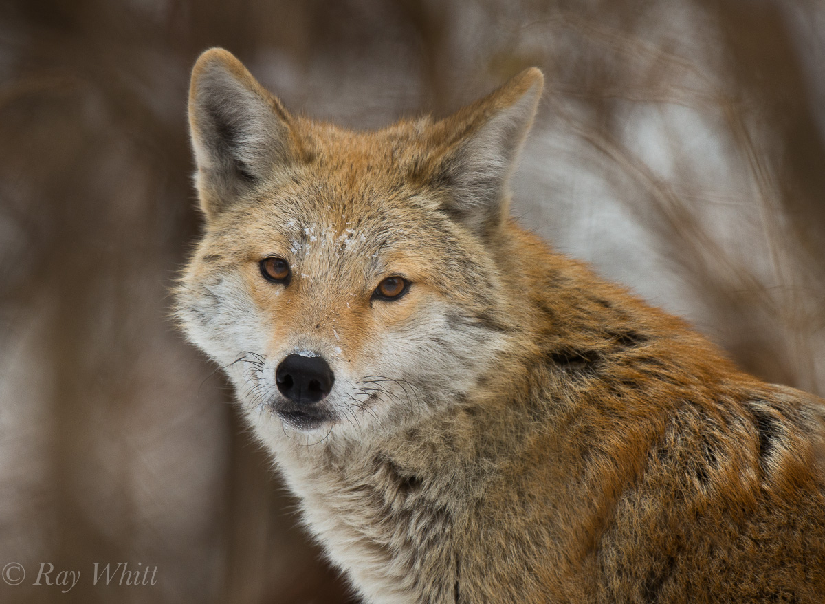 Coyote