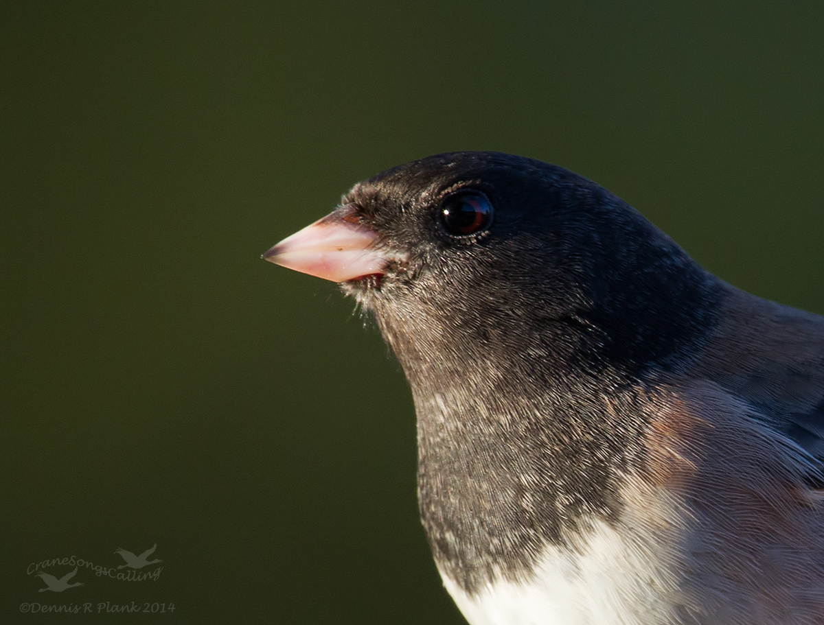 Dark-eyed Junco