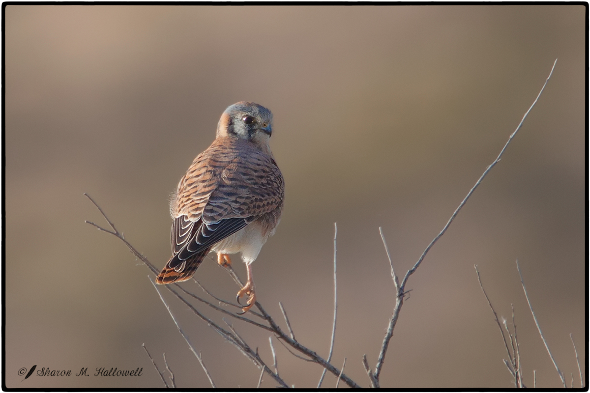 Kestrel
