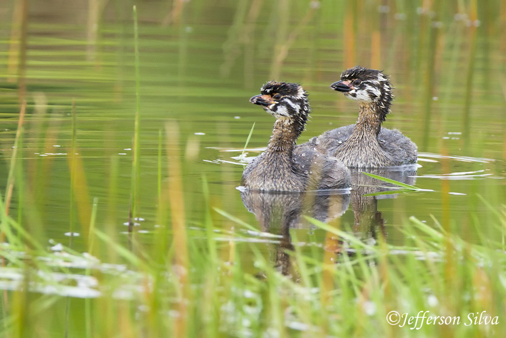 Pied-billed Grebe