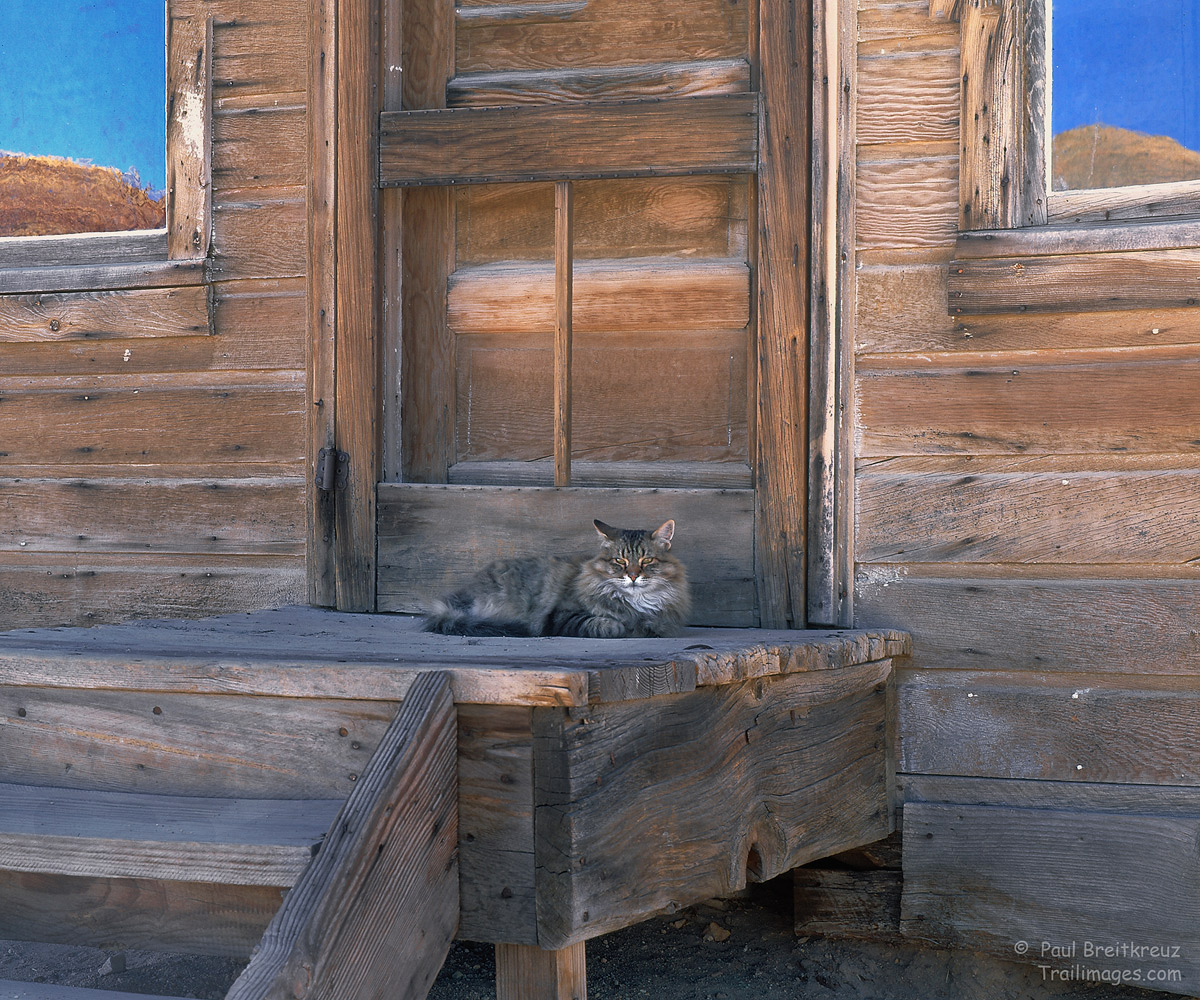 McMillan Cat - WC #616