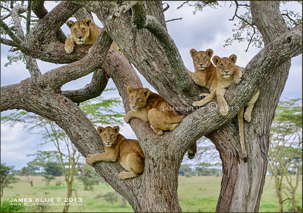 Family Tree