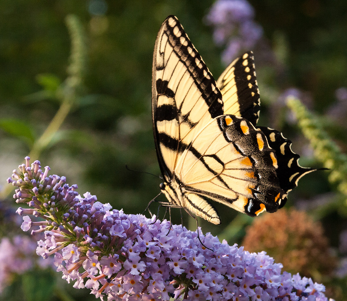 Swallowtail