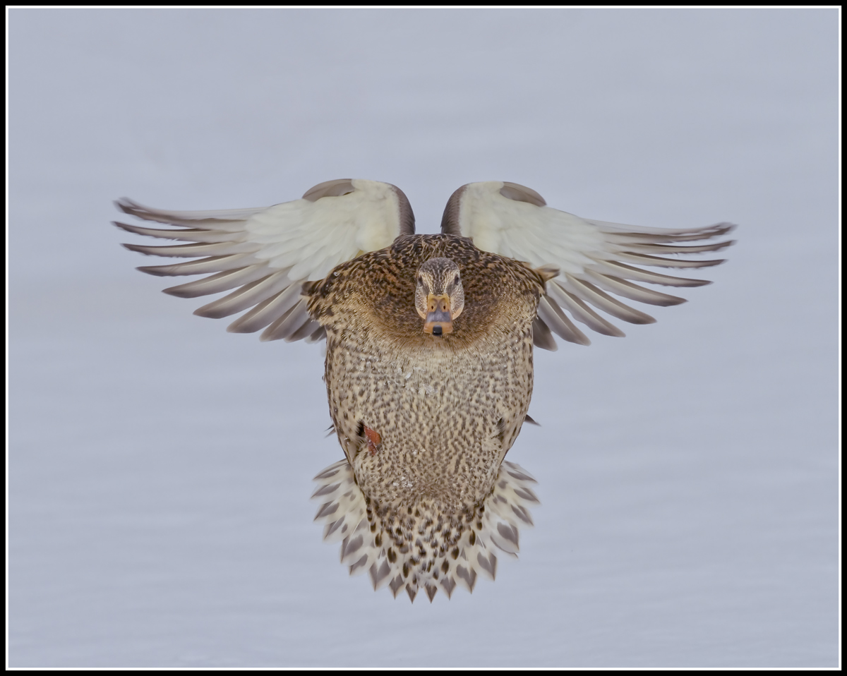 Duck Angel