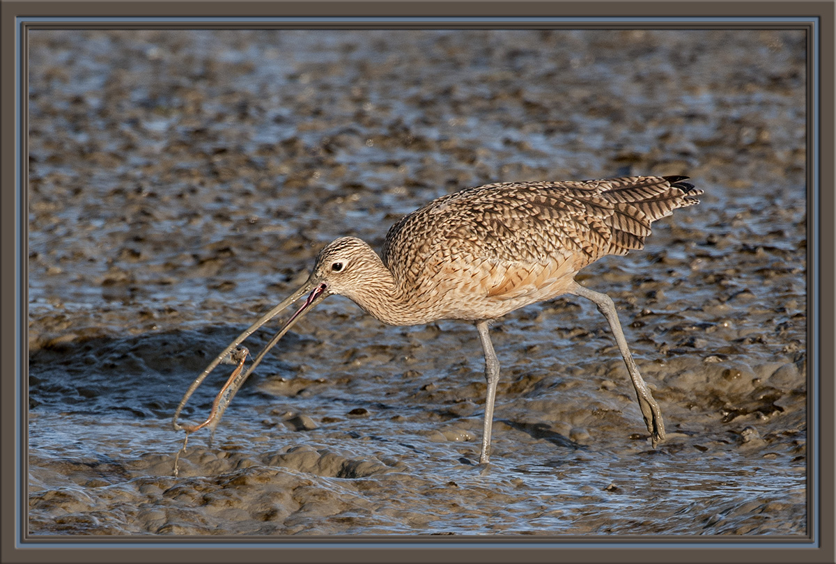 Long-billed Curlew w/worm