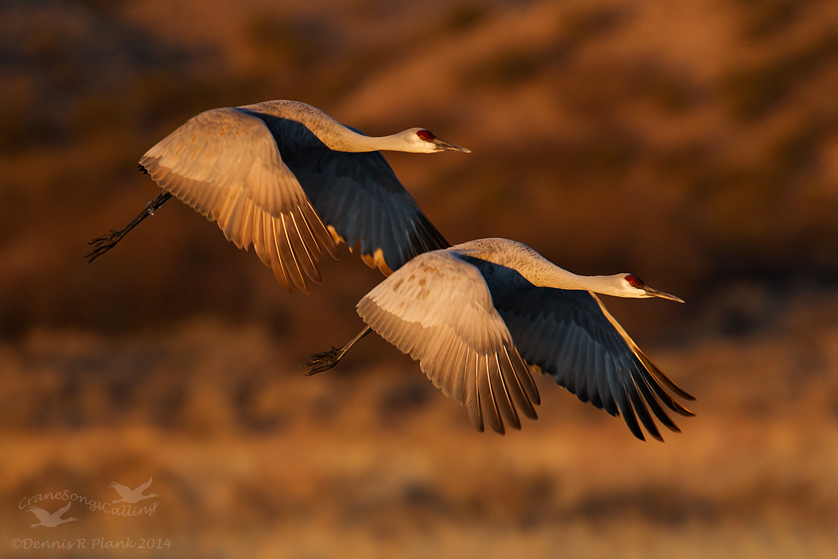 Pas de Deux
