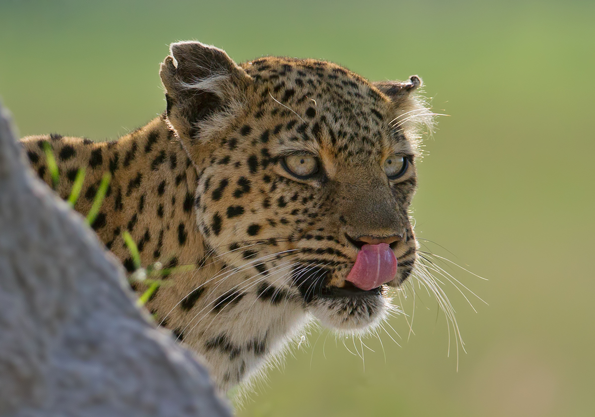 Leopardess