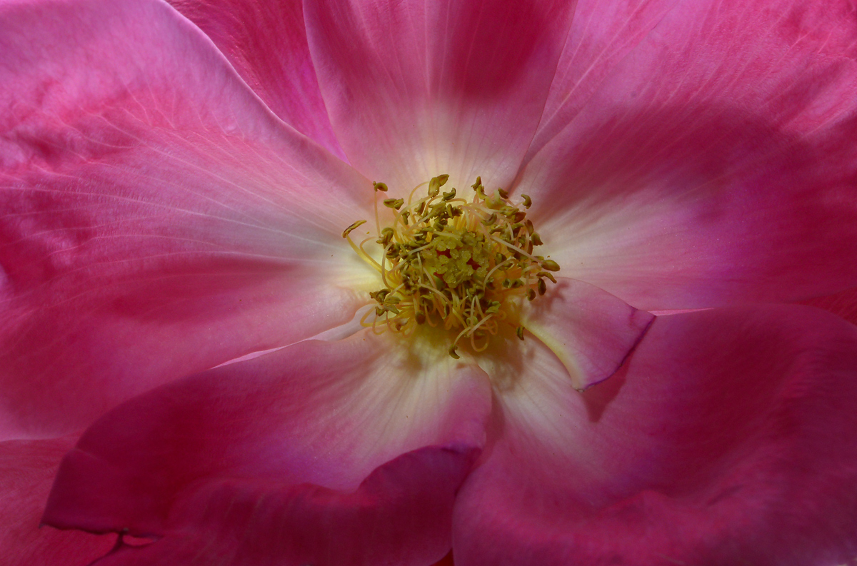 Rose  closeup
