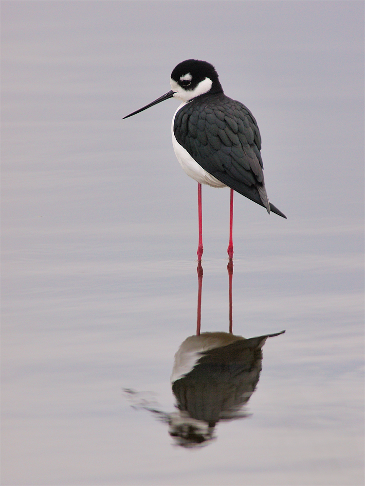 Black-necked Stilt