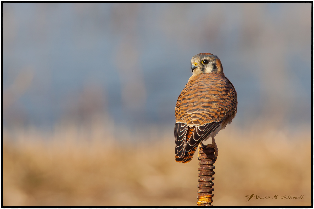 American Kestrel
