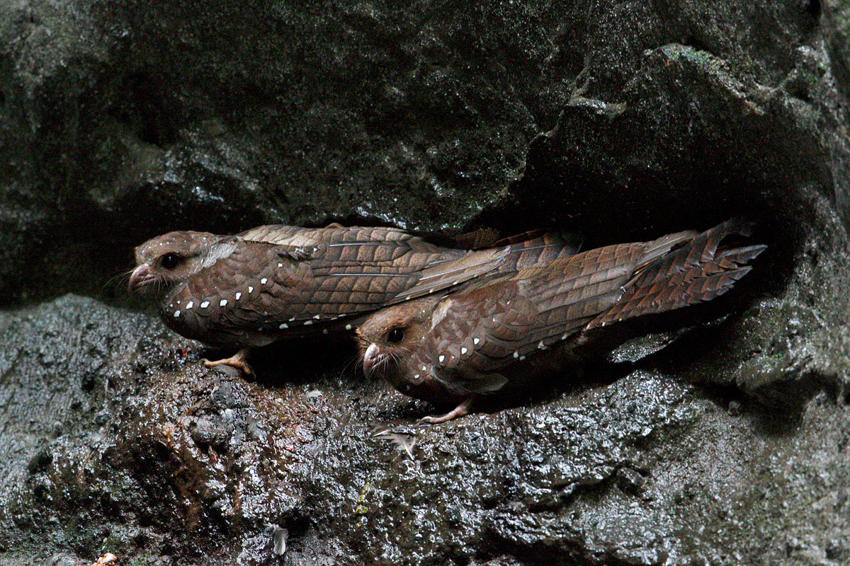 Oilbirds