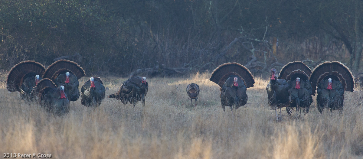 Turkey Rut?