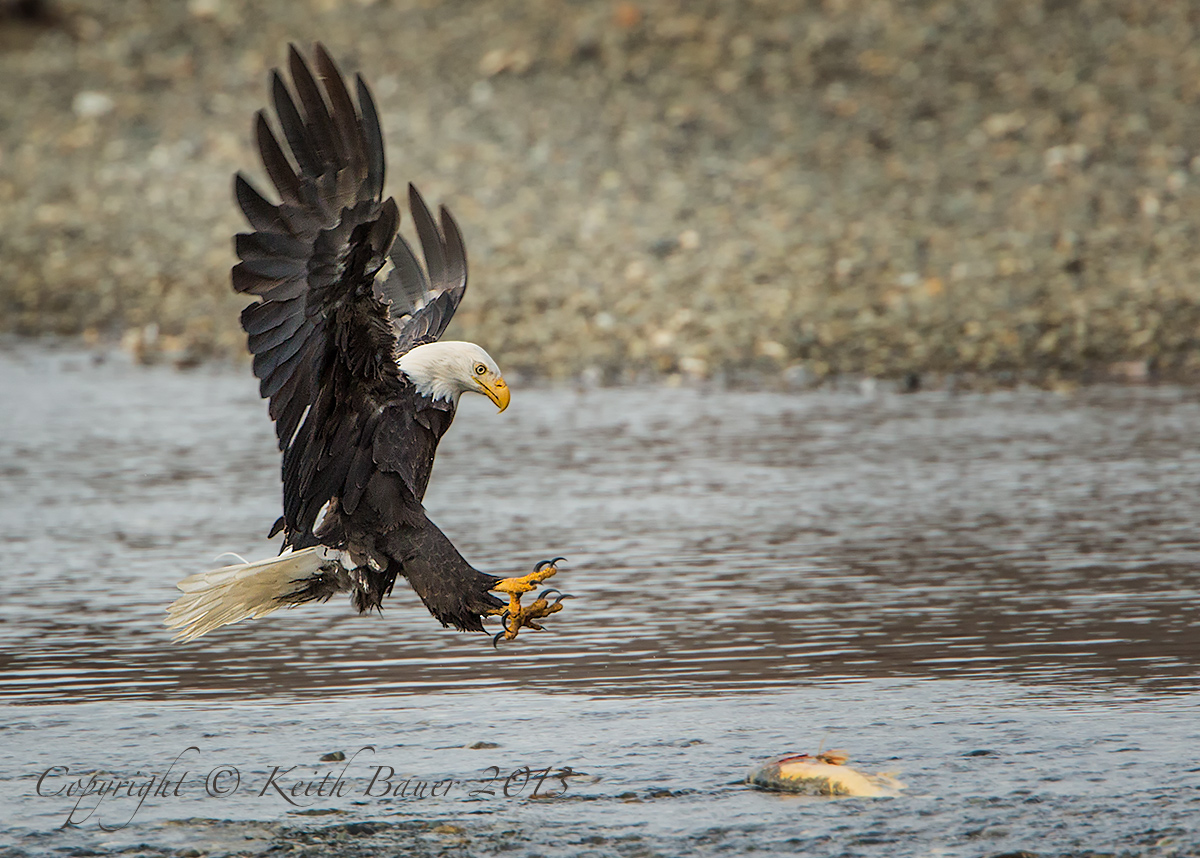 Eagle - Lunch