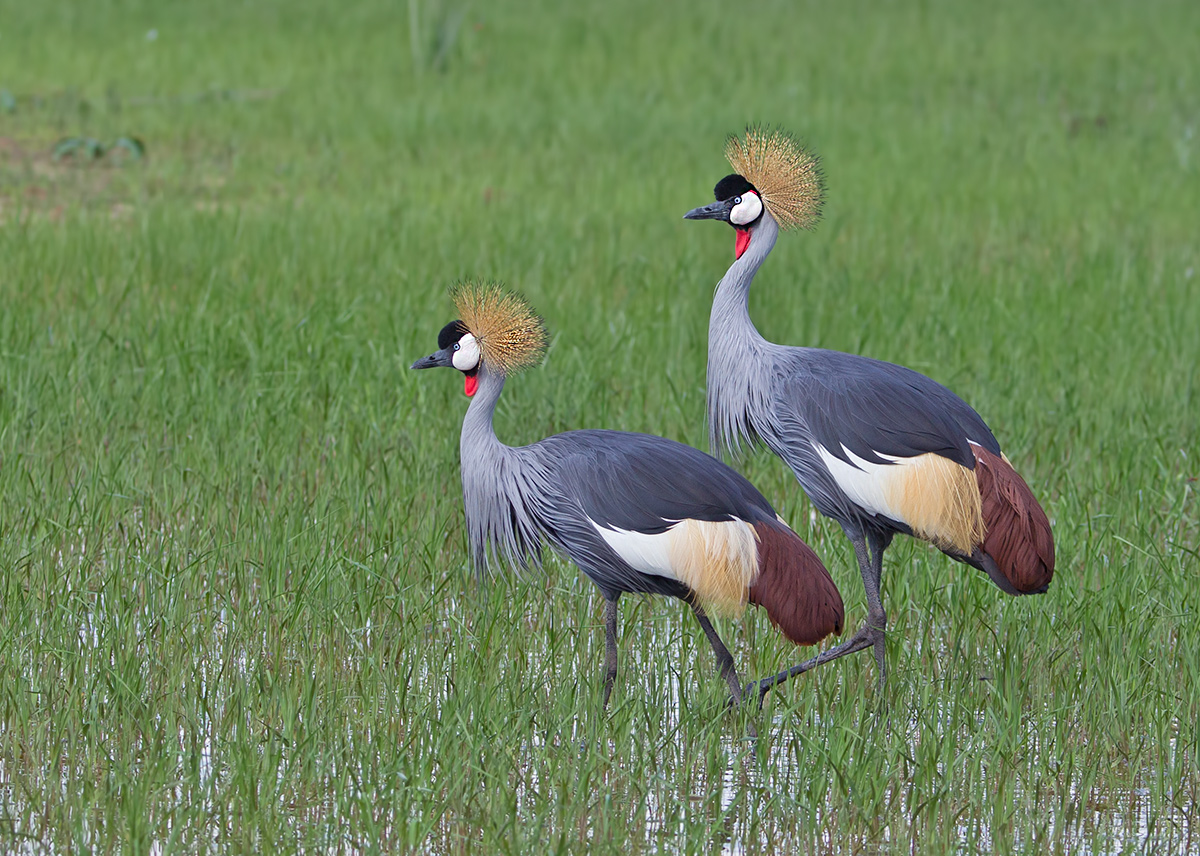 Grey Crowned Cranes