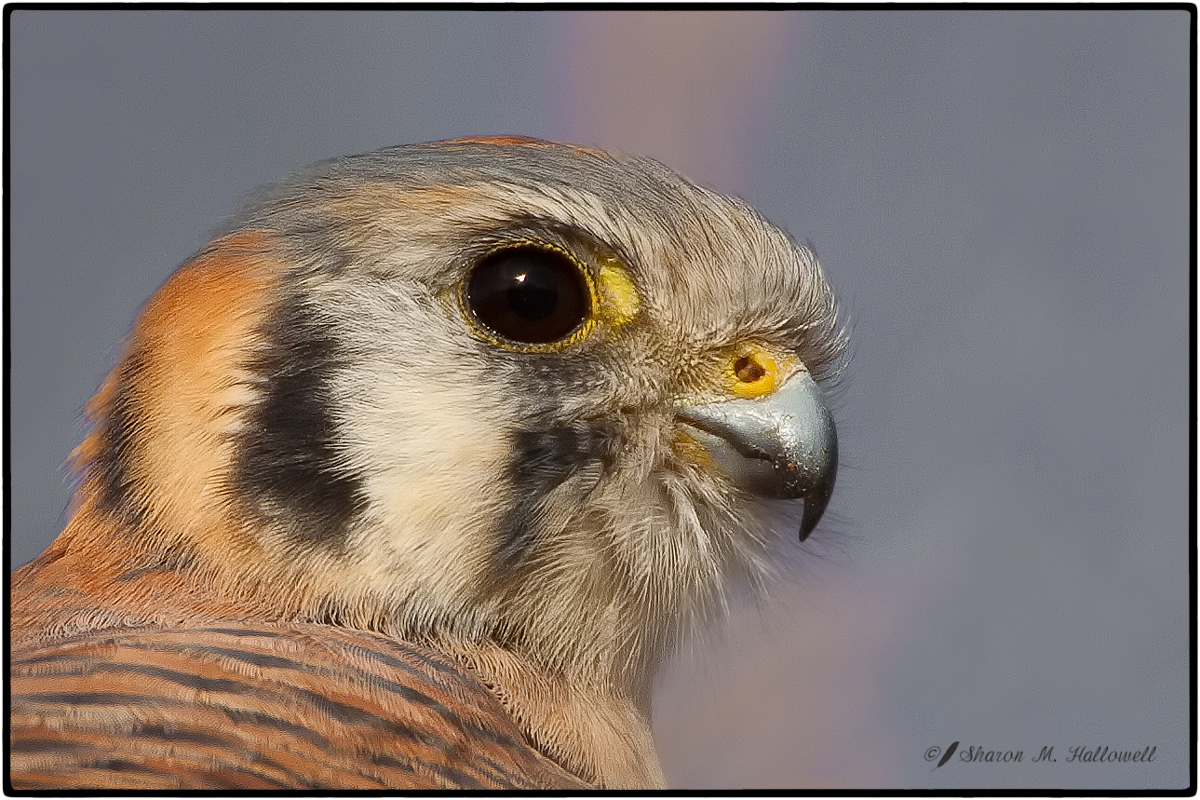 American Kestrel