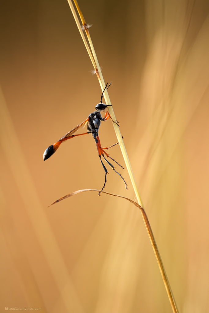 Sleeping Wasp 3