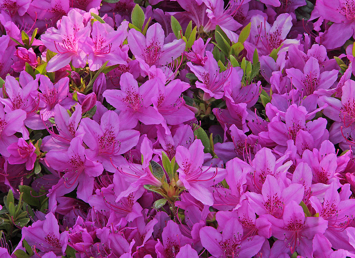 Azaleas