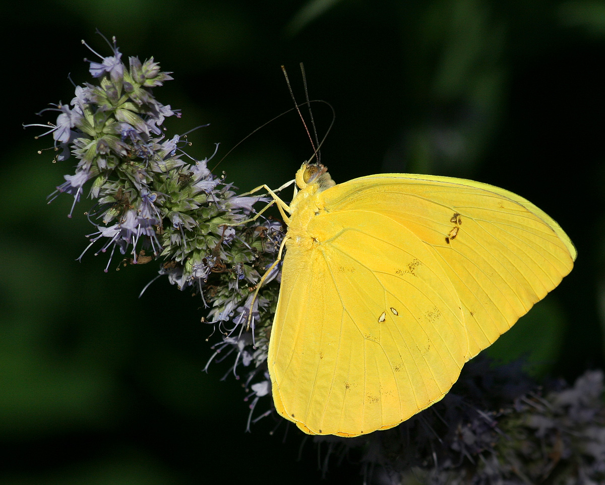 Sulpher Butterfly