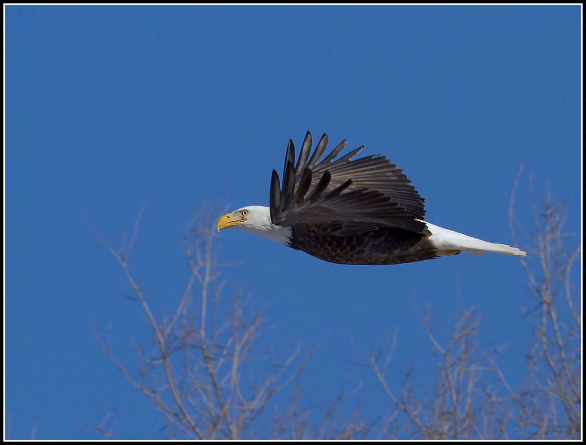 Regal Eagle