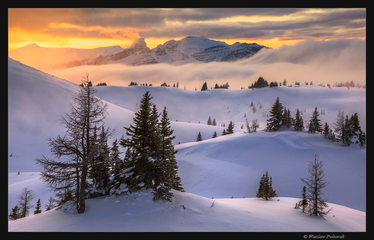 White Solitude
